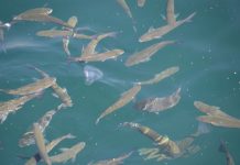 Sultan Mehmet the Conqueror’s Reign